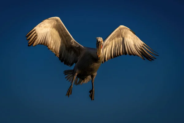 Dalmaçyalı Pelikan Açık Mavi Gökyüzünde Uçar — Stok fotoğraf