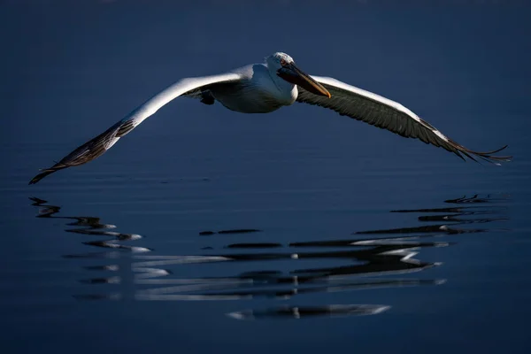 Dalmatian Pelicano Voa Baixo Sobre Lago Calmo — Fotografia de Stock
