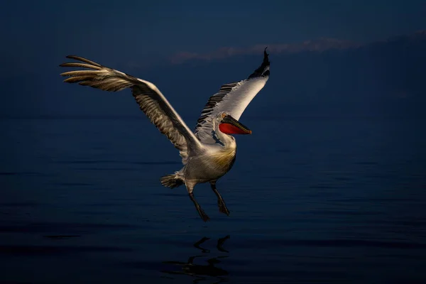 Dalmatian Pelican Flies Lake Mountains — Stock Photo, Image