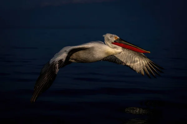 Dalmatian Pelicano Voa Através Água Sol — Fotografia de Stock