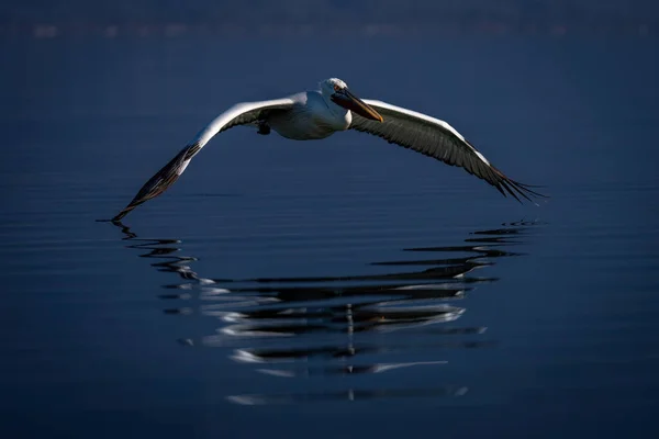 Dalmatian Pelicano Voa Baixo Sobre Lago Azul — Fotografia de Stock