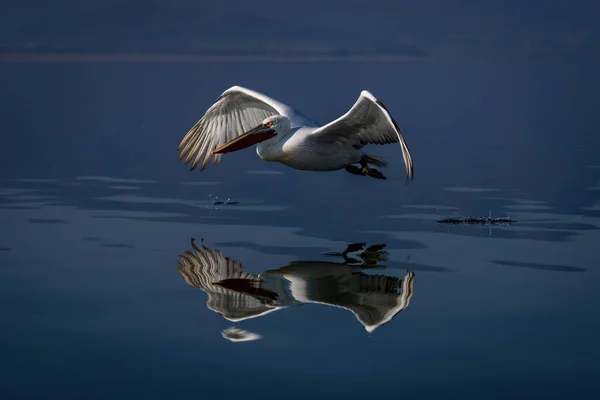 Dalmatian Pelican Flies Lake Reflection — Stock Photo, Image