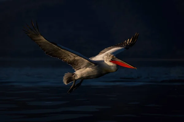 Dalmatian Pelicano Voa Sobre Lago Sol — Fotografia de Stock