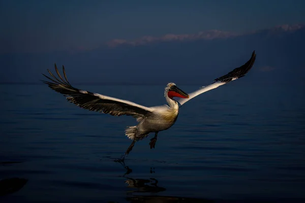 Далматинские Пеликаны Летают Над Озером Возле Гор — стоковое фото