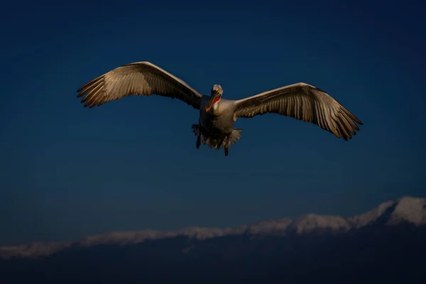 Dalmaçyalı Pelikanlar Dağların Üzerinden Kanatlarını Açarak Uçar — Stok fotoğraf