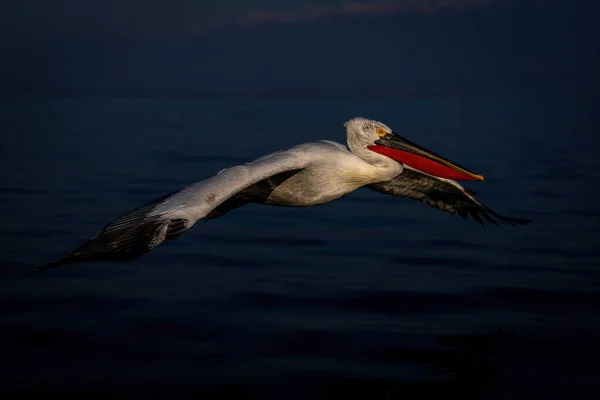 Dalmatian Pelicano Voa Sobre Água Por Montanhas — Fotografia de Stock