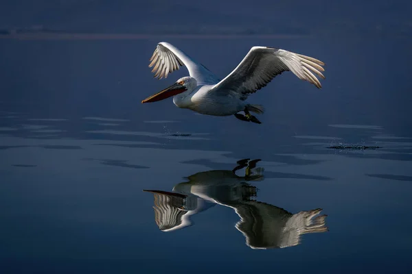 Dalmatský Pelican Létá Nad Vodou Odrazem — Stock fotografie