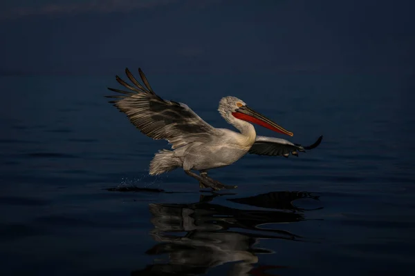Dalmatyński Pelikan Ląduje Jeziorze Odbiciem — Zdjęcie stockowe