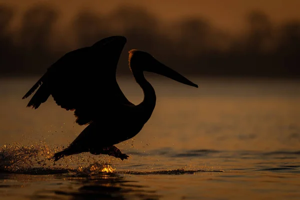 Малматинський Пелікан Перестрибує Через Озеро Світанку — стокове фото