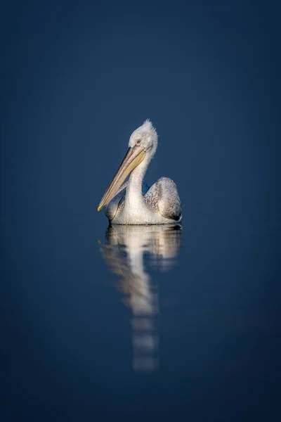 Dalmatian Pelican Watches Camera Blue Lake — Stock Photo, Image