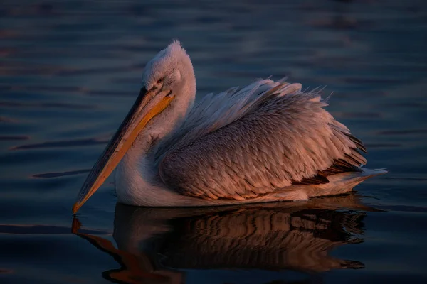 Далматинские Пеликаны Переплывают Озеро Рассвете — стоковое фото
