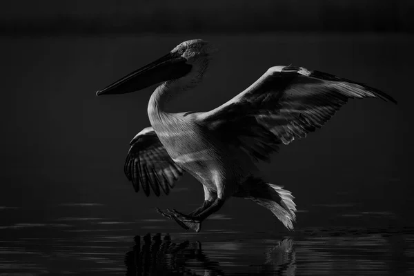 Mono Pelicano Prestes Pousar Lago — Fotografia de Stock