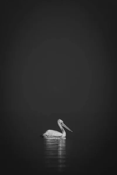 Mono Pelican Floats Calm Blue Lake — Stock Photo, Image