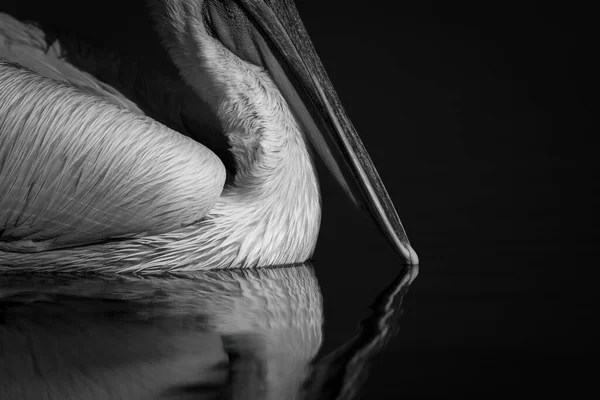 Mono Close Bico Pelicano Tocando Água — Fotografia de Stock