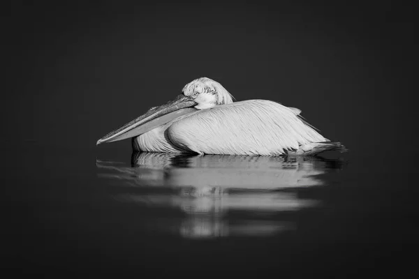 Mono Pelican Casts Reflection Blue Lake — Stock Photo, Image