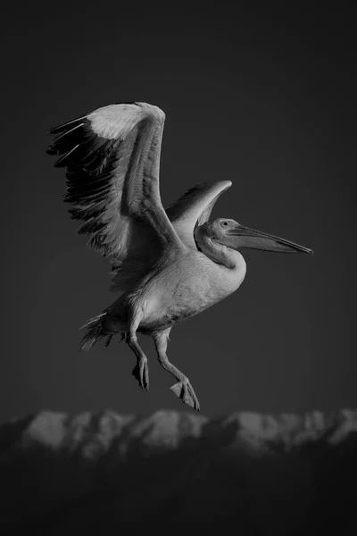 Pelikan Świcie Mija Góry — Zdjęcie stockowe