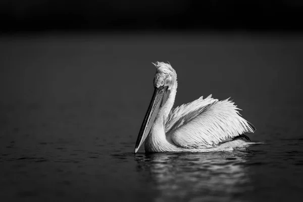 Mono Pelican Floats Lake Watching Camera — Stock Photo, Image