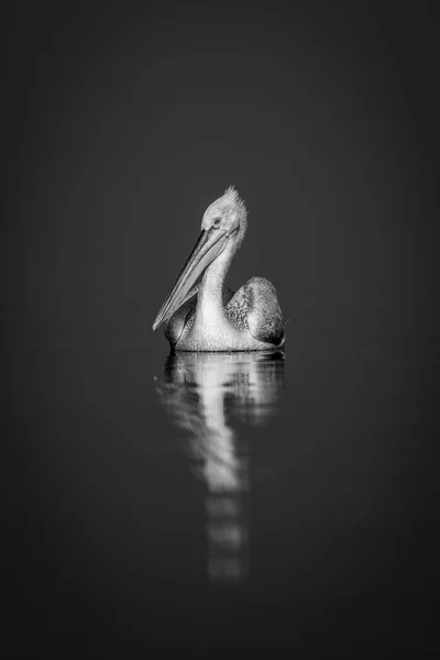 Mono Pelicano Relógios Câmera Lago Azul — Fotografia de Stock