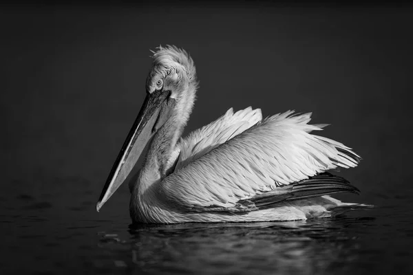 Mono Pelican Swims Lake Profile — Stock Photo, Image