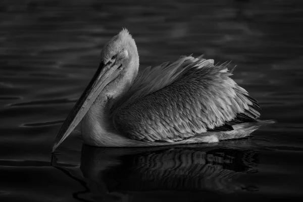 Mono Pelican Swims Lake Dawn — Stock Photo, Image