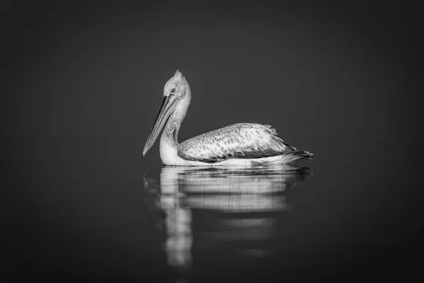 Mono Pelicano Relógios Câmera Lago Calmo — Fotografia de Stock