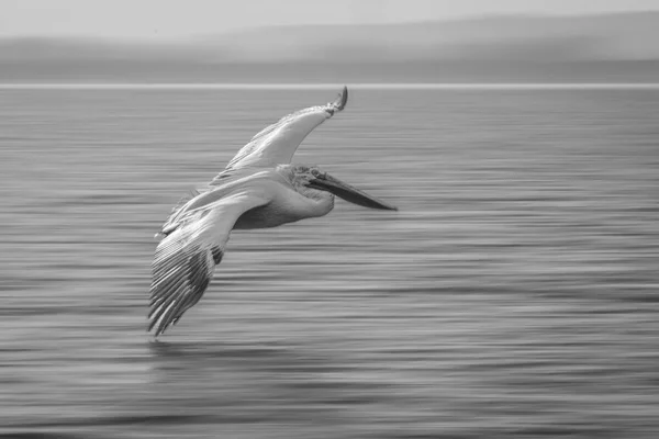Mono Slow Pan Pelican Crossing Lagoon — Stock Photo, Image