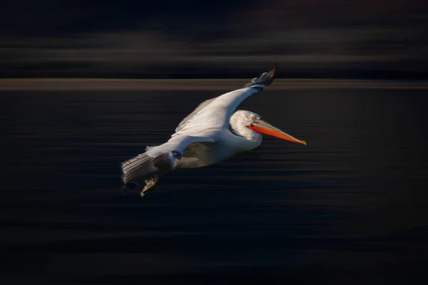 Wolna Patelnia Dalmatyńskiego Pelikana Przecinającego Jezioro — Zdjęcie stockowe