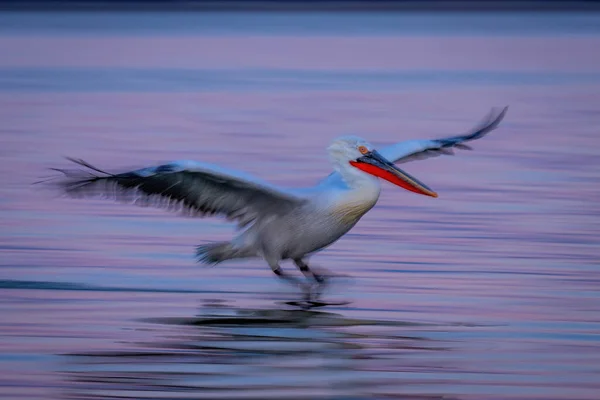 Wolna Patelnia Pelikana Lądująca Lagunie — Zdjęcie stockowe
