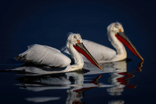 Two Dalmatian Pelicans Swim Side Side Lake — Stock Photo, Image