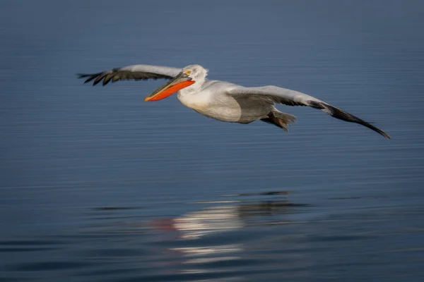 Медленное Скольжение Пеликанов Над Озером — стоковое фото