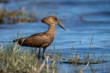 Hamerkop in profile in shallows with catchlight clipart