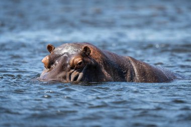 Hippo nehirde durmuş kameraya bakıyor.