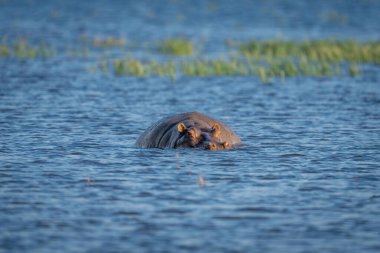 Su aygırı sığ bir nehirde duruyor.