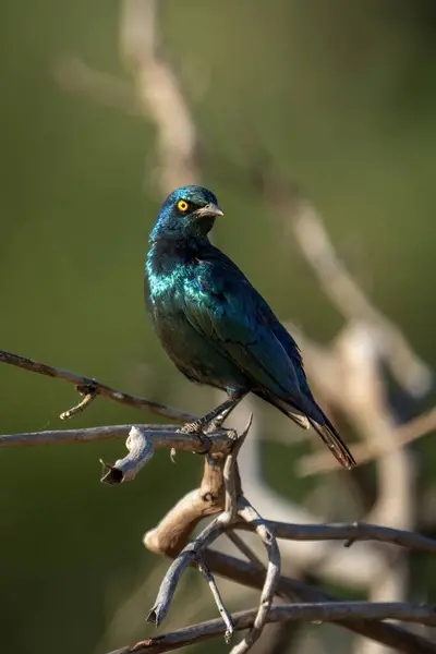 Greater Blue Eared Starling Turning Head Tree — Stock Photo, Image