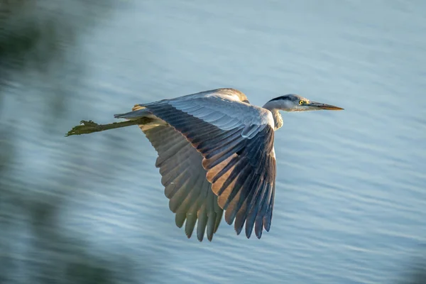Grey Heron Crosses River Wings — Stock Photo, Image