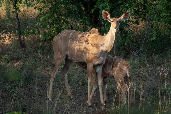 Μεγαλύτερη Kudu Στέκεται Θηλάζουσα Μοσχάρι Εκκαθάριση — Φωτογραφία Αρχείου