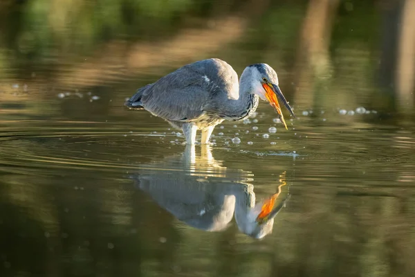 stock image Grey heron reflected in waterhole opening beak