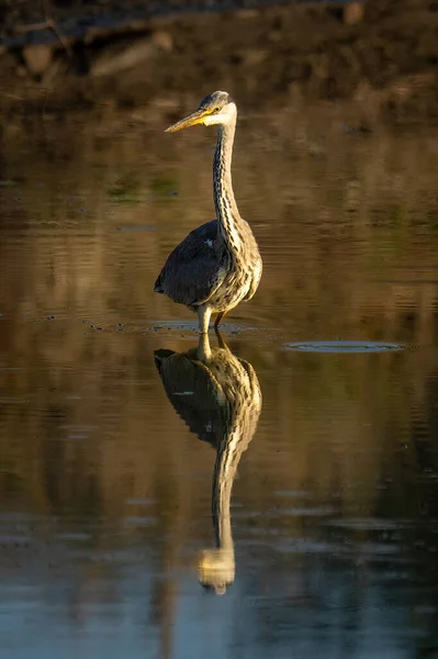 Grey Heron Stands Turning Head Waterhole — Stock Photo, Image