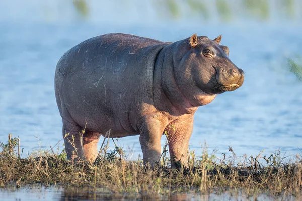 Hippo Μοσχάρι Στέκεται Στο Νησί Στο Ποτάμι — Φωτογραφία Αρχείου