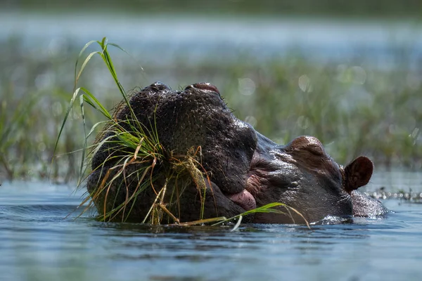 Hippo Mastigar Grama Rio Sol — Fotografia de Stock