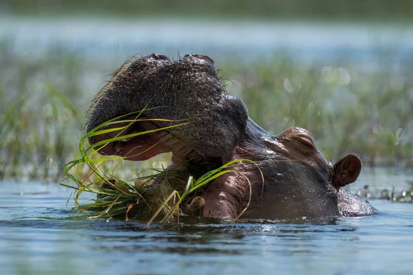 Hippo Mâche Herbe Dans Rivière Soleil — Photo
