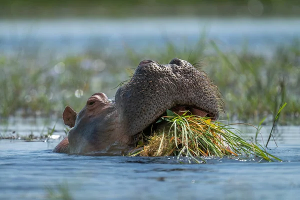 Hippo Eet Gras Rivier Zon — Stockfoto
