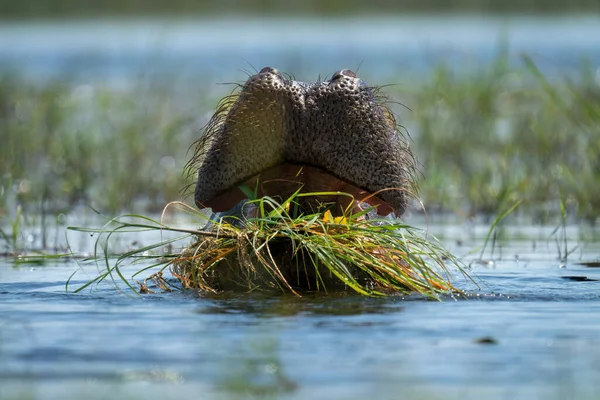 Hippo Mange Herbe Dans Eau Soleil — Photo