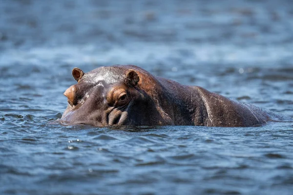 Hippo Folyóban Áll Kamerát Nézi — Stock Fotó