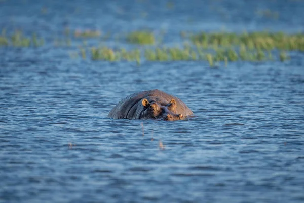 Hipopótamo Encuentra Río Poco Profundo Girando Cabeza —  Fotos de Stock