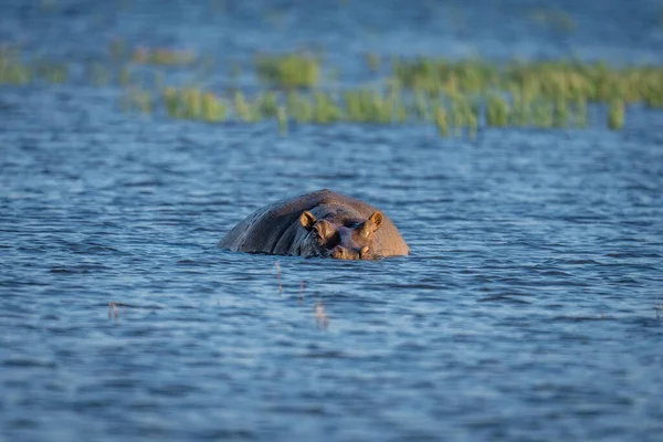 Hipopótamo Encuentra Cámara Observación Del Río Poco Profundo —  Fotos de Stock
