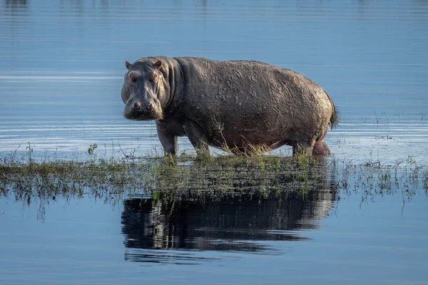 Hippo Стоит Острове Глядя Сторону Реки — стоковое фото
