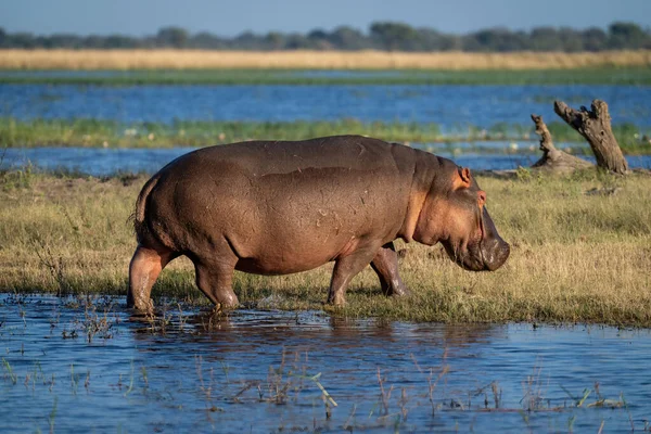 Hippo Marchant Rivière Île Herbeuse — Photo