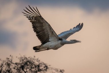 Kori bustard gagası açık uçarak geçer.