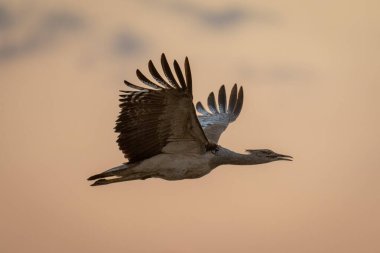 Siluet içinde uçan Kori bustard açık gagası